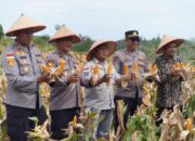 Polsek Galang Gandeng Kelompok Tani, Panen Raya Jagung Jadi Bukti Potensi Pertanian Galang
