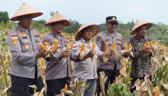Polsek Galang Gandeng Kelompok Tani, Panen Raya Jagung Jadi Bukti Potensi Pertanian Galang